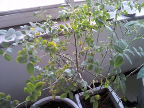 叶子发黄，问题在哪？