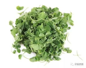 豌豆尖：春天的味道， 冬天也能尝