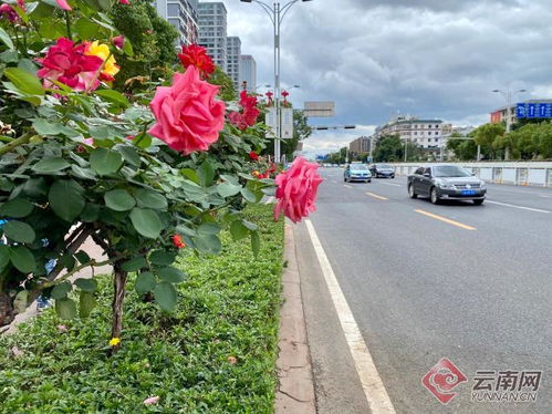 春雨路特色打造，成为昆明新兴打卡胜地
