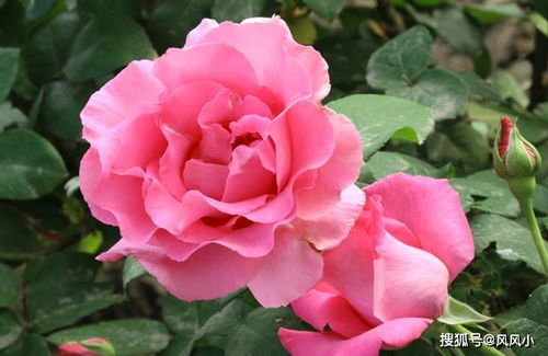 冬季月季养护：如何调整培栽技术以应对低温和霜冻？