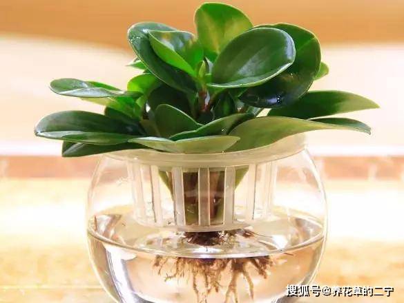 花卉肥料如何科学稀释？效果会更好吗