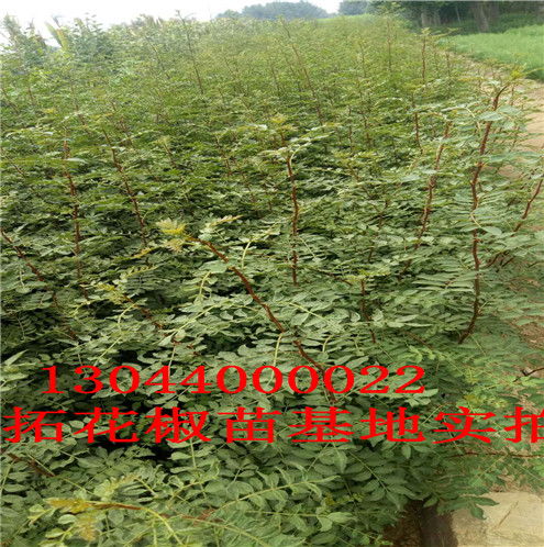 花椒苗移栽的具体时间段