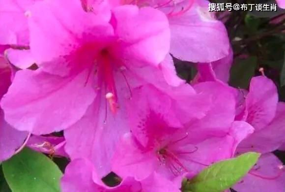 杜鹃花寓意“报春使者”，你知道多少不同颜色花语有区别吗