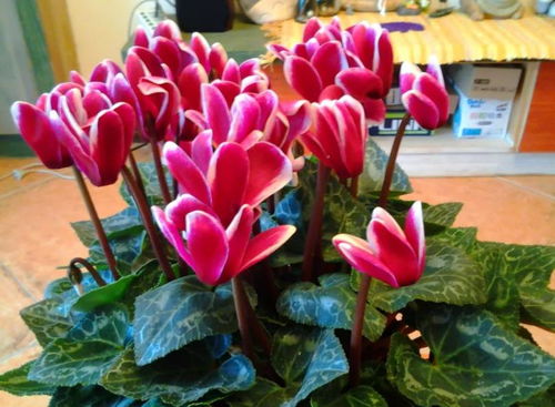 复合肥：多元素肥料大揭秘