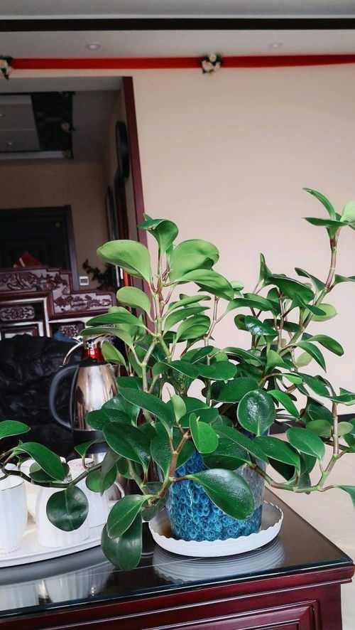豆瓣绿叶子发黄？找准原因