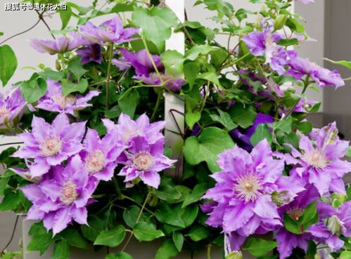 铁线莲嫩叶变黑：五大病因诊断指南，新手如何急救？