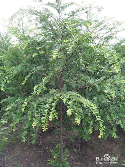 樟树常绿，阔叶林佳品，百度SEO爆款！