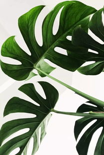 耐阴室内植物是指能在阴暗角落生长