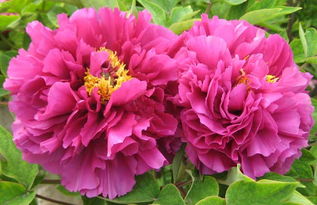 牡丹花苗种植， 秋季是黄金时间