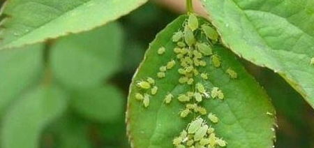 蚜虫怎么消灭？花里藏“虫”