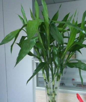 富贵竹：生命力顽强， 水培简单