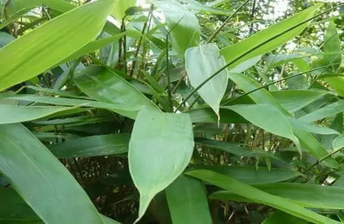 粽叶是哪种叶子？不同地区用的粽叶一样吗