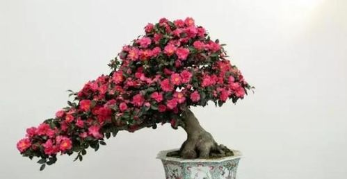 北方冬季茶花如何施肥？施什么肥料最合适