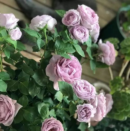 虫害防治， 杀虫剂来帮忙