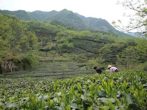金寨龙马村悟源涧茶叶价格一览：每包仅X元！