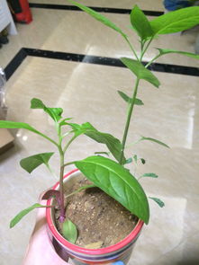 含蓄草的养护， 从新手到老手的转变