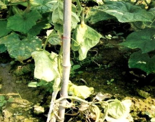 银耳种植过程中如何确保其发芽，并掌握银耳栽培技术要点