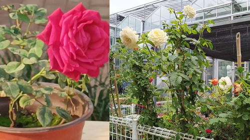 藤本月季：花朵如画， 枝条似藤