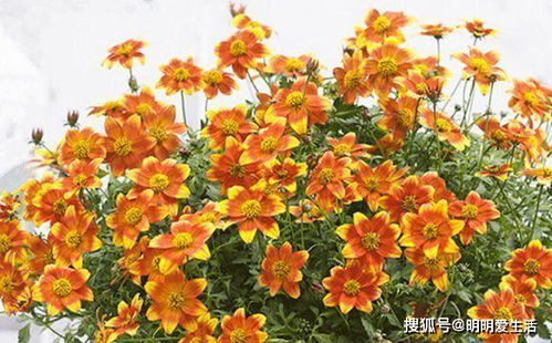 菊花室内养殖，如何让花朵更鲜艳