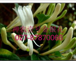 金银花种植方法有哪些？如何轻松种出优质金银花
