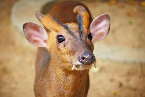 小刺猬以昆虫、果实和种子为食，是森林中的杂食性动物
