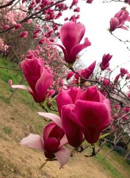 认识玉兰花的魅力