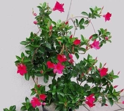 哎呀， 还有一点，要注意温度和湿度