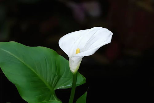 白马蹄莲，纯洁之花