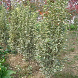 灭草灵：苗圃里的秘密武器