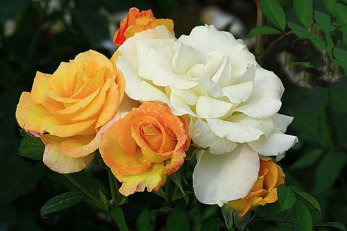 紫丁香月季的花朵魅力