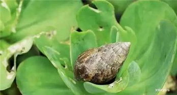 其他病虫害的防治