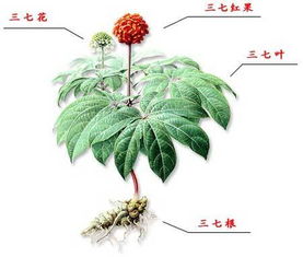 药用植物《关于药用植物的基础认知》中