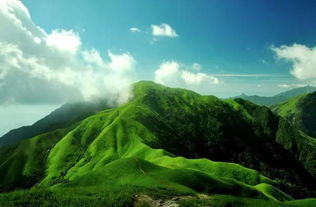 高山草甸，生命的奇迹之地