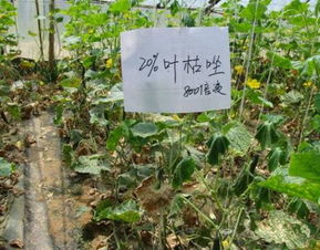 有机硫杀菌剂和三唑类杀菌剂：葡萄病虫害的“隐形守护者”