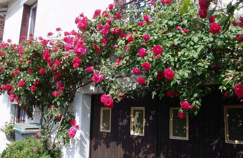 山茶花，半阴的温柔