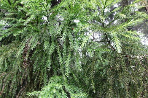 柏树木材，用途可多了