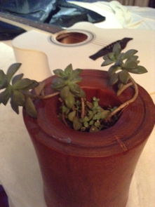 无性繁殖：植物的分身术