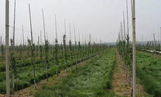 黑麦草+鼠茅草：组合拳出击， 杂草无处遁形