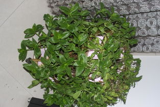 吊兰作用， 净化空气好帮手