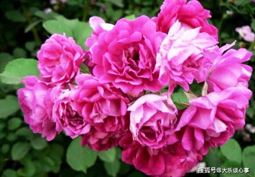 月季在抖音的热度