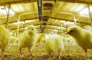 家禽免疫失败关键因素：疫苗质量、接种技术、环境应激