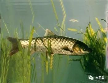 常见的鱼鳞病类型