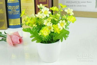 盆栽花卉，点缀着室每个角落