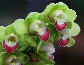 转运招财花卉推荐