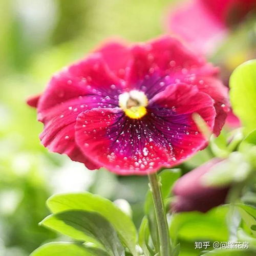 冬季适合种植哪些草花和花草？
