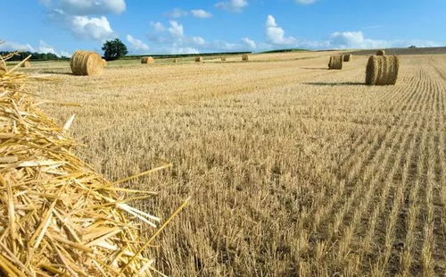 一、 收益翻倍秘诀：3类草种价格连涨3年