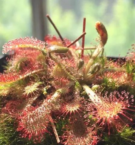 种花就像养孩子