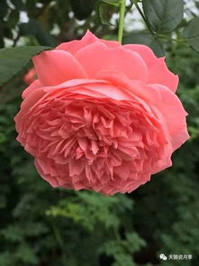 Robert V. Lindquist的月季育种奇遇记