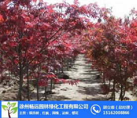 不同地区和销售渠道的红枫价格