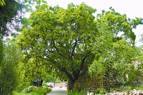 祖传技法：处理皂荚种子要找对“命门”